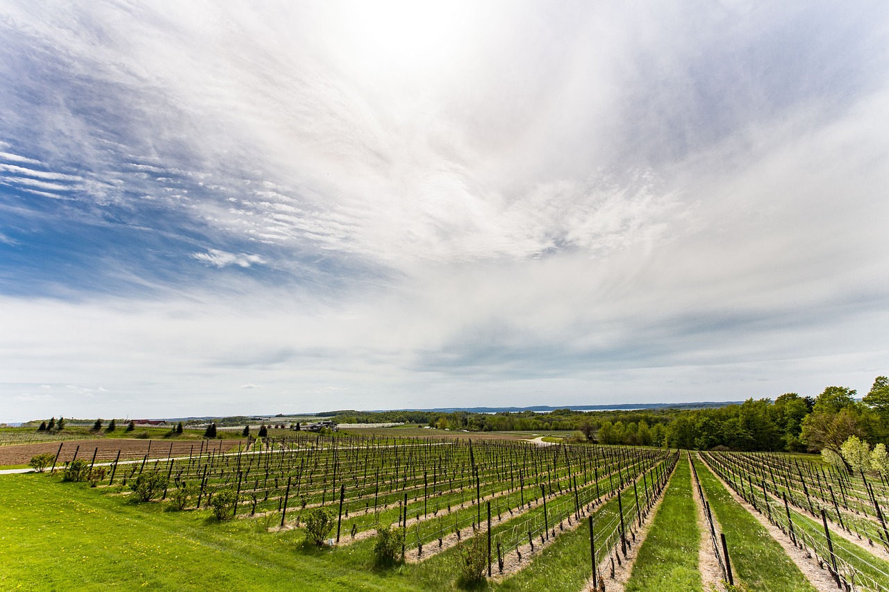 Long Island wineries vineyard