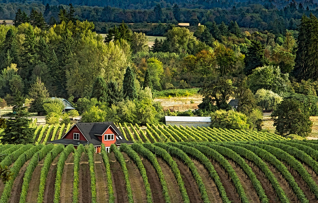 Willamette Valley wine – hot tips and comings and goings